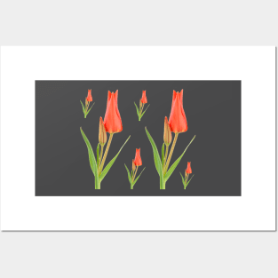 Tulipa praestans  'Van Tubergen's Variety'  Miscellaneous tulip Posters and Art